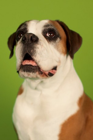 PAWS is a dog hotel that is opening up in Lake Mary, FL and I had a great time taking a bunch of puppy portraits for them to print on canvas and display in their new facility.